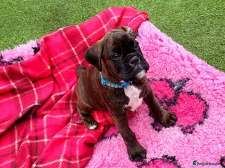 Boxer dogs Beutyful bobtail/ tailed Boxer puppy - Advert 1