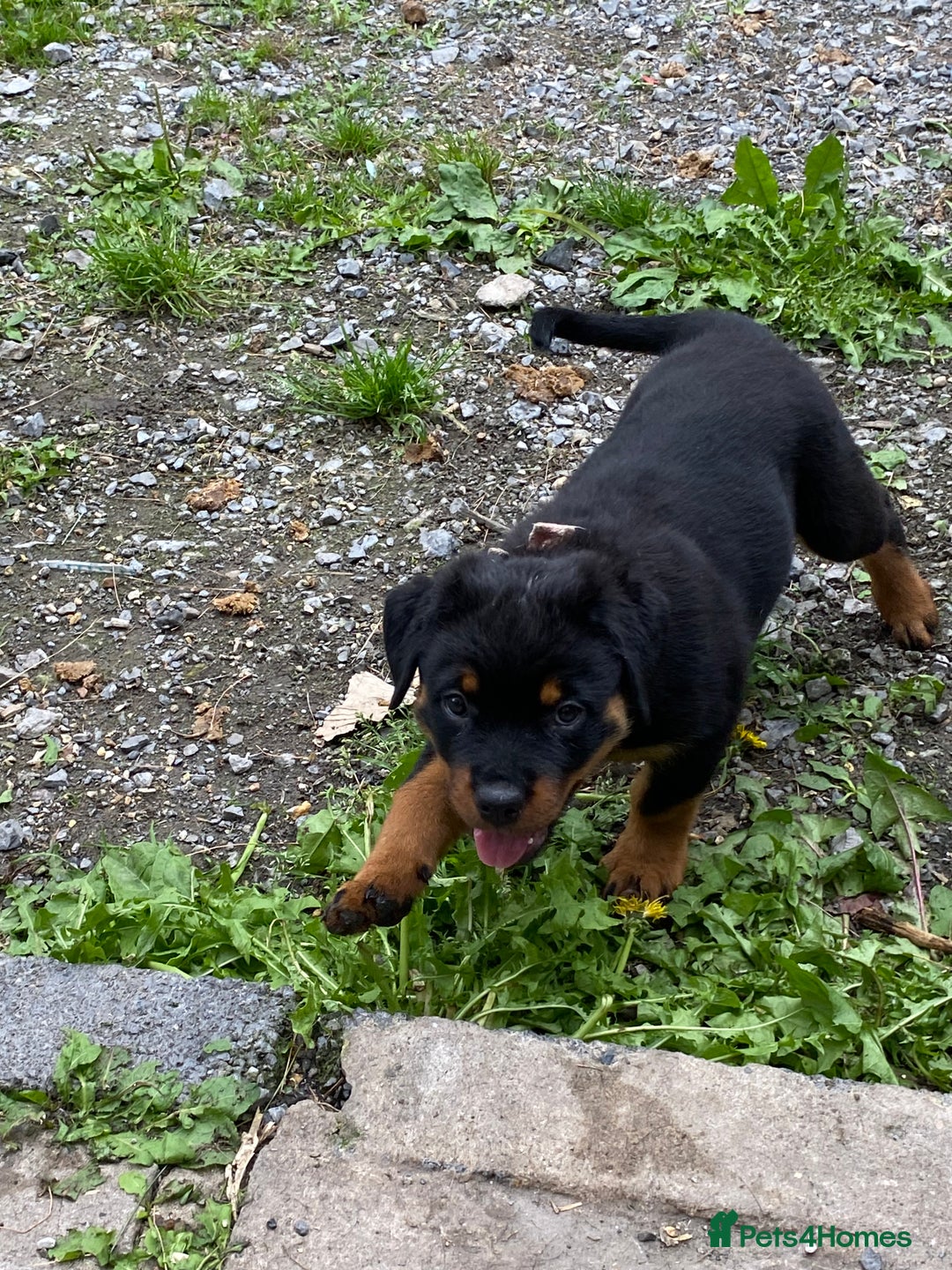 Rottweiler dogs for sale: KC Champion blood lines Rottweiler puppies  - Image 3