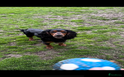 Cocker Spaniel dogs for stud: K C registered - Mr Midnight for Stud in Huddersfield - Image 4