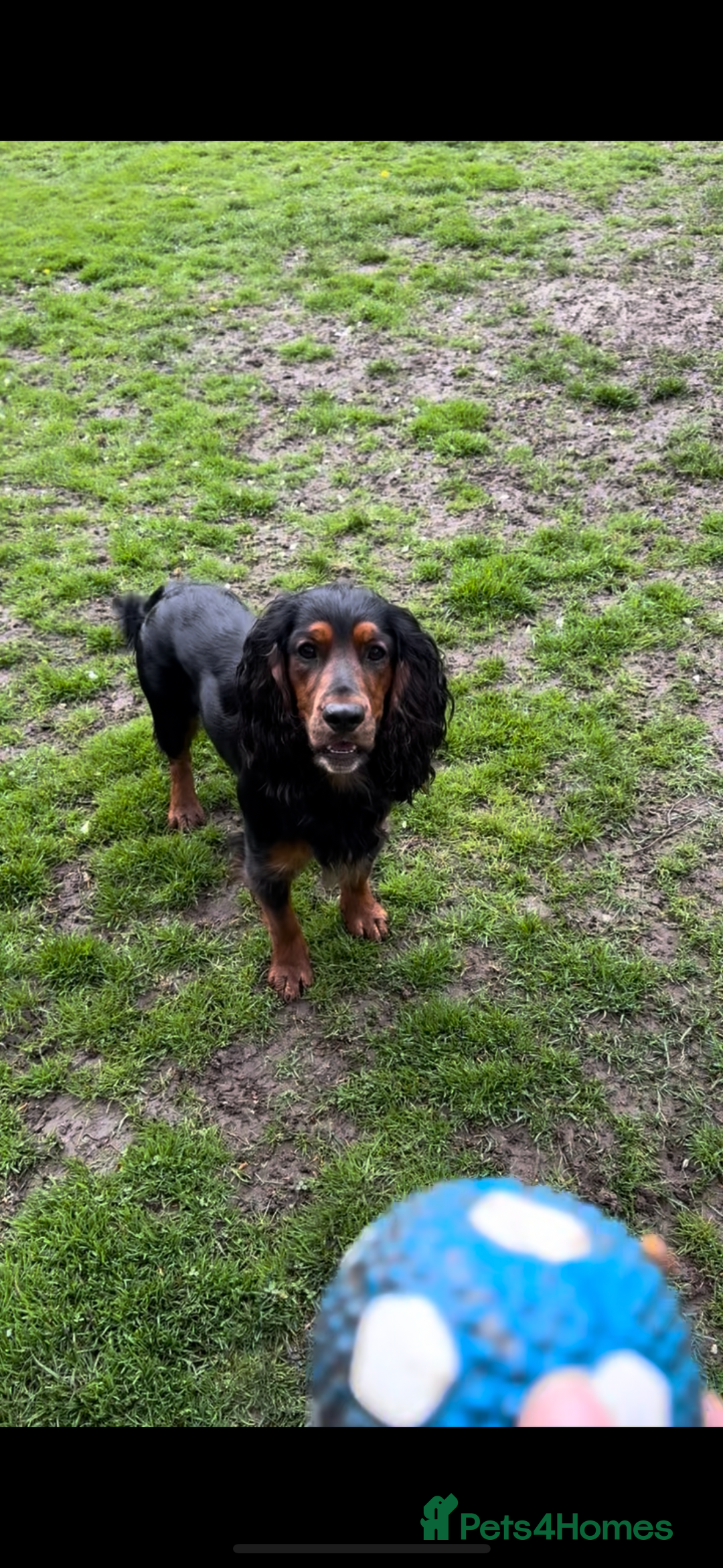 Cocker Spaniel dogs for stud: K C registered - Mr Midnight for Stud in Huddersfield - Image 4