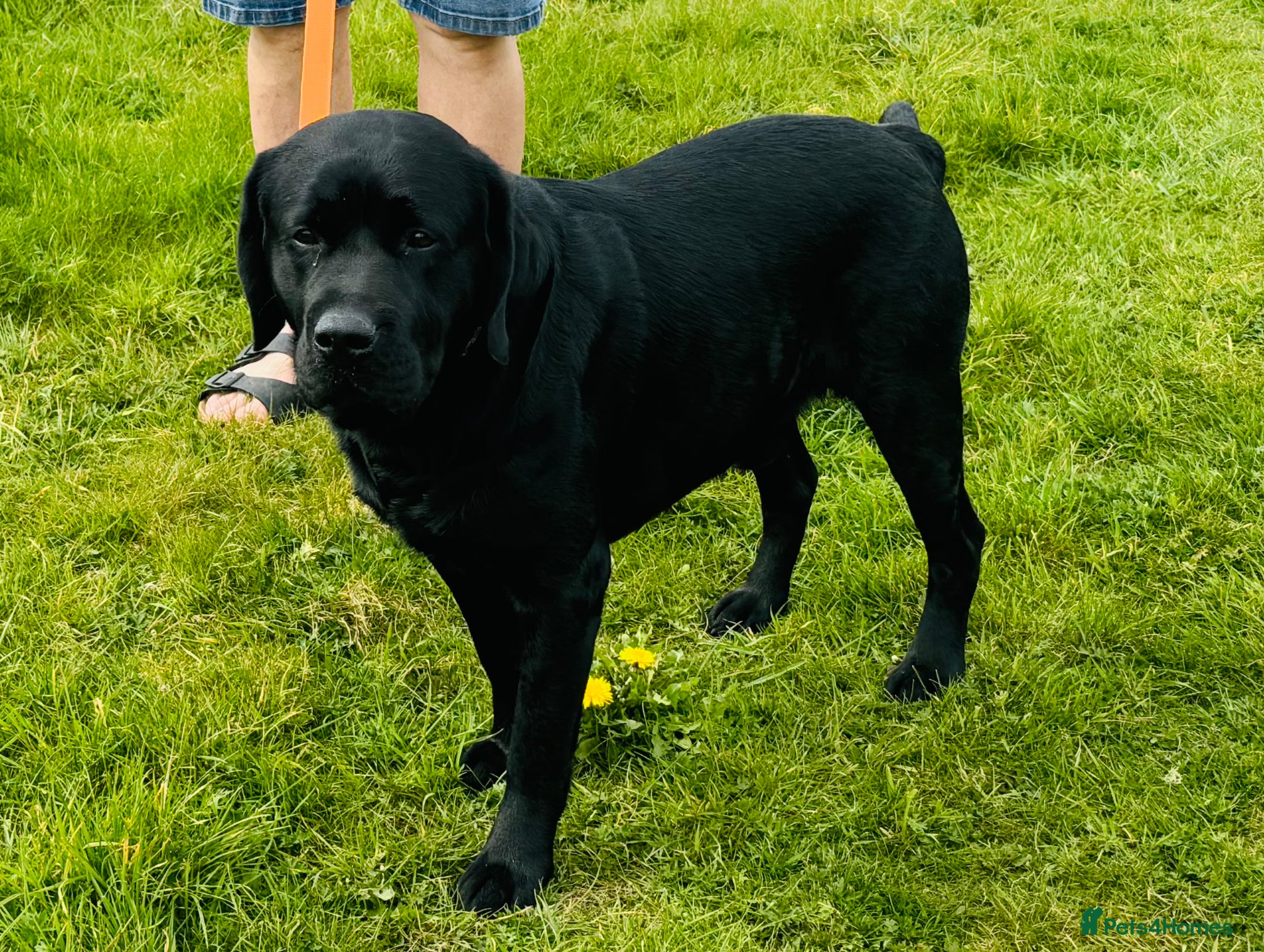 Labrador Retriever dogs Labrador, proven, health tested, show bred  - Advert 17