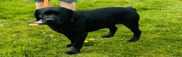 Labrador Retriever dogs for stud: Labrador, proven, health tested, show bred  - Advert 4