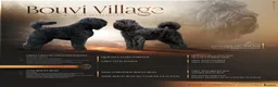 Bouvier Des Flandres dogs for sale: Bouvier des Flandres FCI/ZKwP in West Wickham - Advert 8