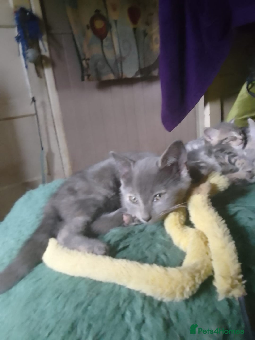 Mixed Breed cats for sale: Charming Cheeky Chunky  Bengal X Kittens. - Image 8