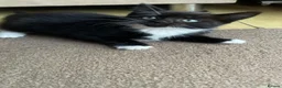 Mixed Breed cats for sale: 1 Beautiful Female Kitten Left  - Advert 18