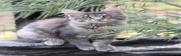 Maine Coon cats for sale: Last TICA registered girl Maine Coon - Advert 12