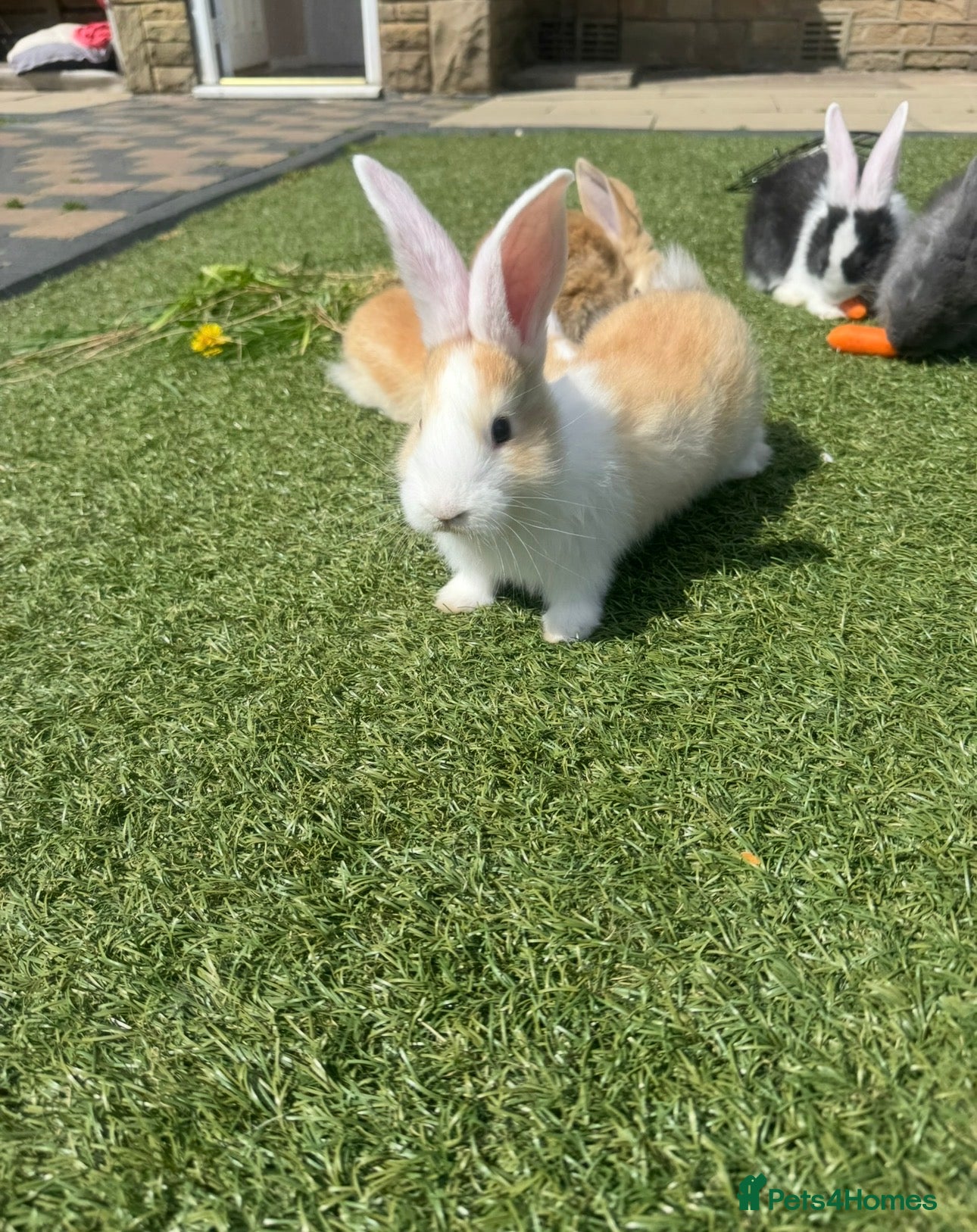 Continental Giant rabbits Continental male and female left  - Advert 2