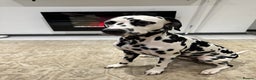 Dalmatian dogs for sale: 🐾 Beautiful Dalmatian Puppies 🐶  - Advert 31
