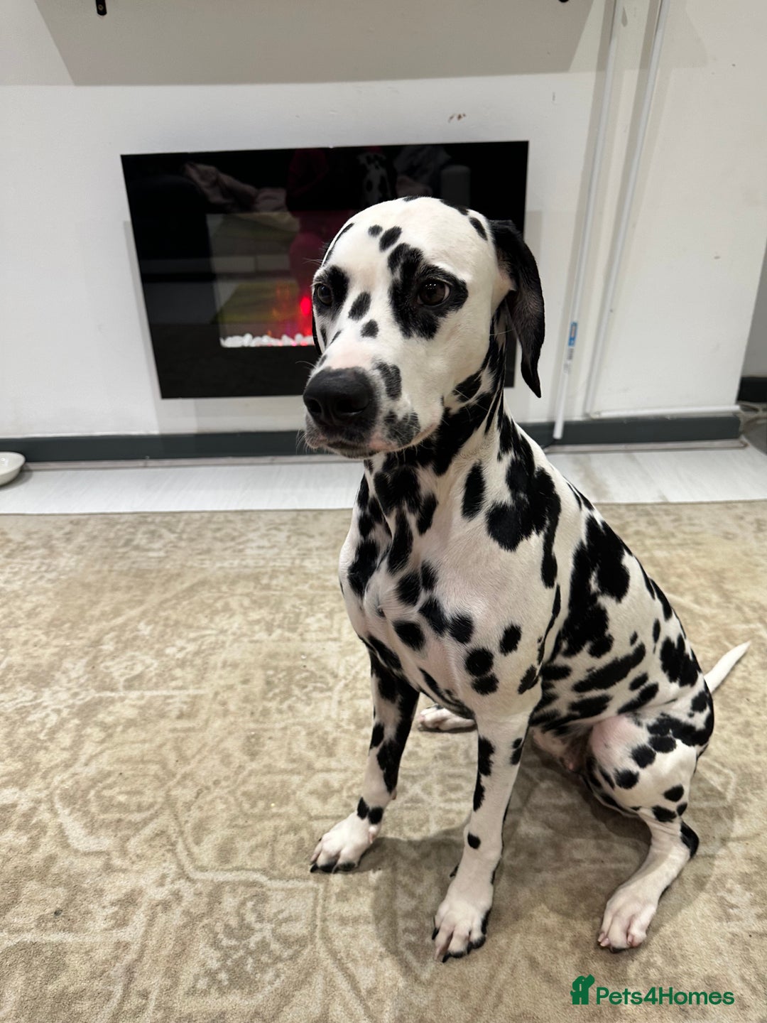 Dalmatian dogs for sale: 🐾 Beautiful Dalmatian Puppies 🐶  - Advert 31