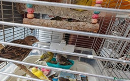 Canaries birds for sale: 13 Mixed Male/ Female Canaries in diffrent colours - Image 6