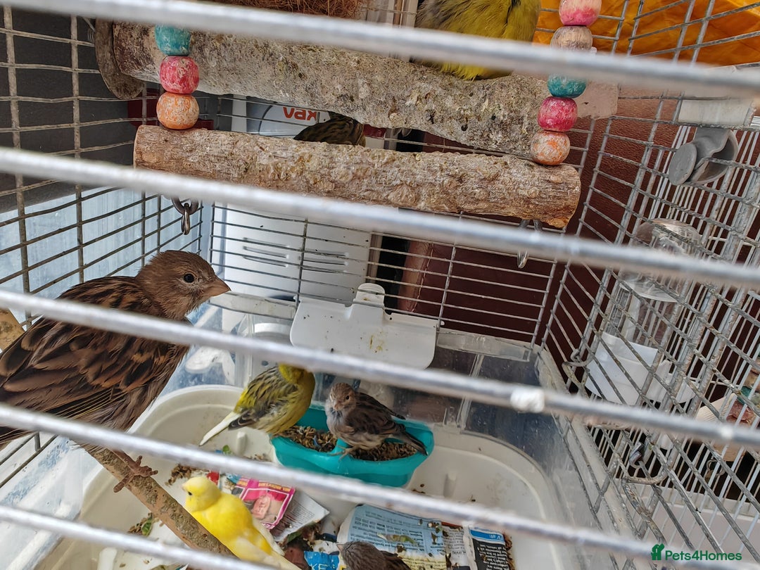 Canaries birds for sale: 13 Mixed Male/ Female Canaries in diffrent colours - Image 6