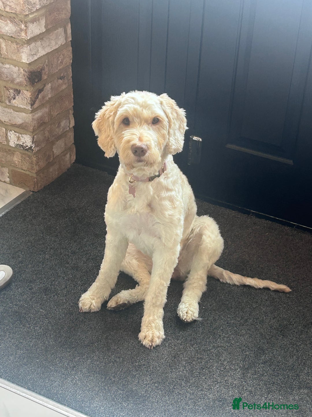 Cockapoo dogs for sale: 5 year old cockapoo girl  - Image 14