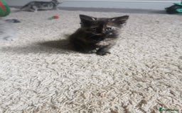 Persian cats for sale: Beautiful  silver shaded chinchilla Persian x bsh - Image 12