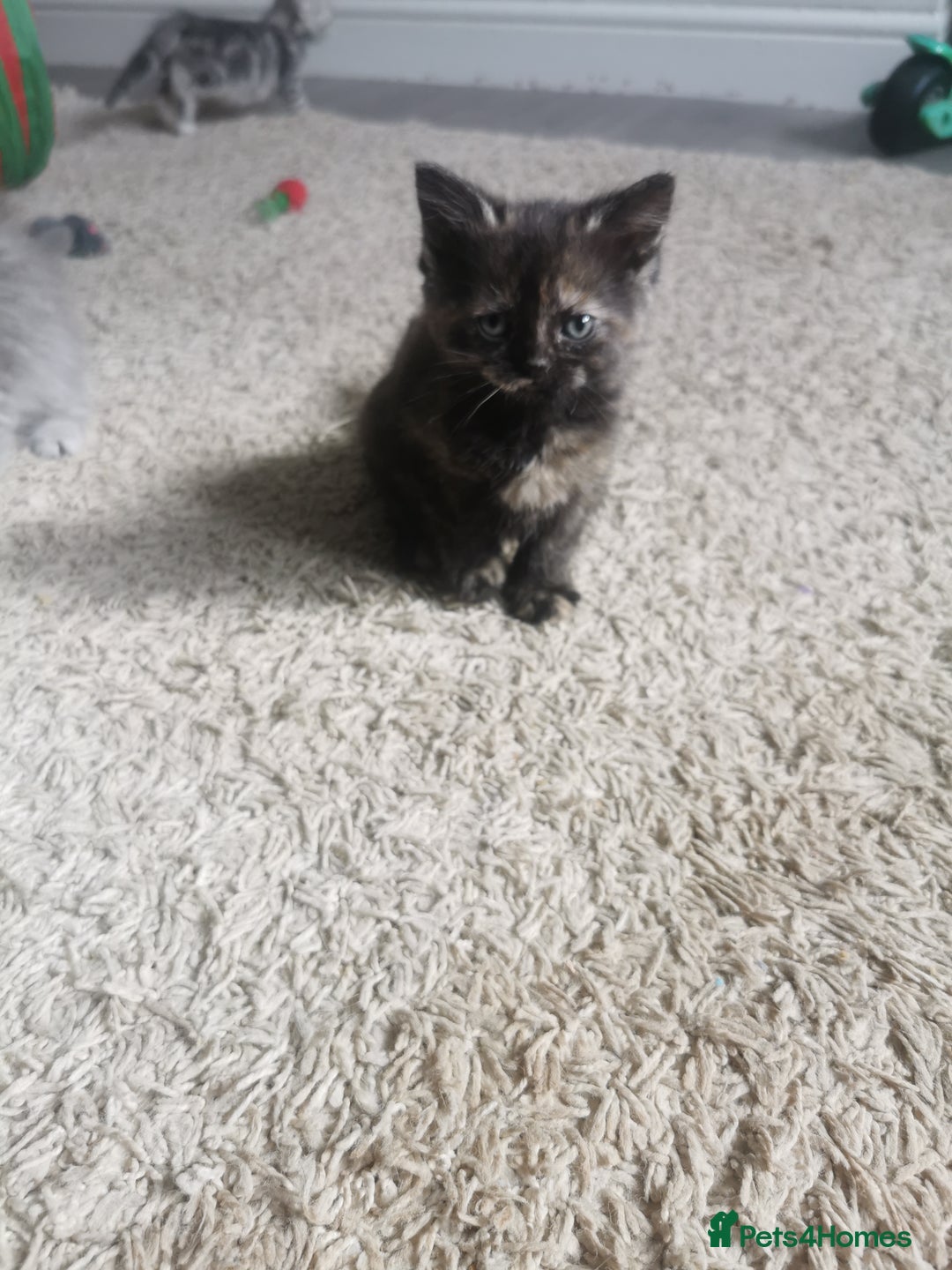 Persian cats for sale: Beautiful  silver shaded chinchilla Persian x bsh - Image 12