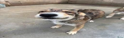 Mixed Breed dogs for adoption: Robin is ready for a home! in Brighton - Advert 10