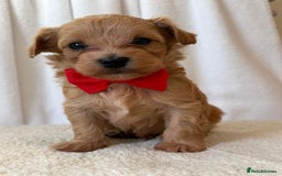 Maltipoo dogs for sale: F1 beautiful maltipoo baby’s 🩵🩷 - Image 4