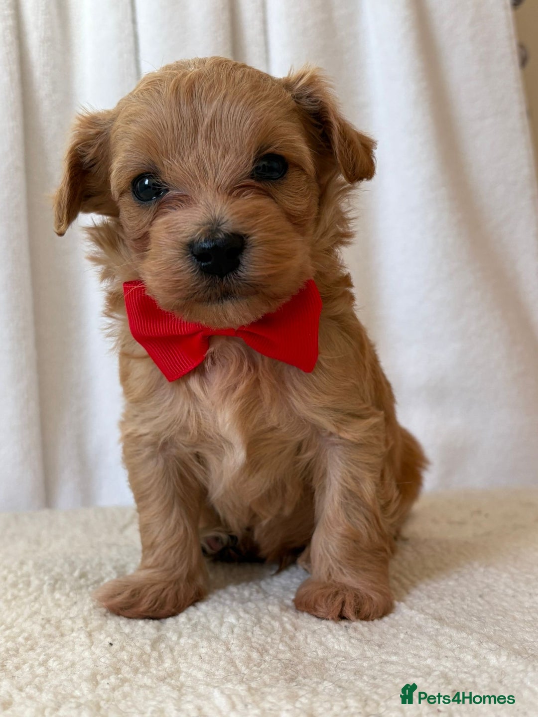 Maltipoo dogs for sale: F1 beautiful maltipoo baby’s 🩵🩷 - Image 4