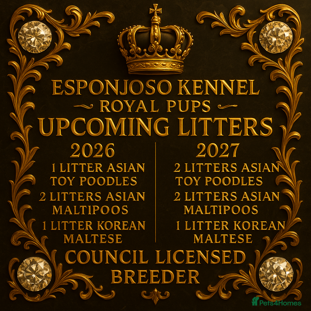 Maltipoo dogs for sale: 👑One in a Million Ultra Tiny F1 Asian Maltipoo👑 - Advert 14