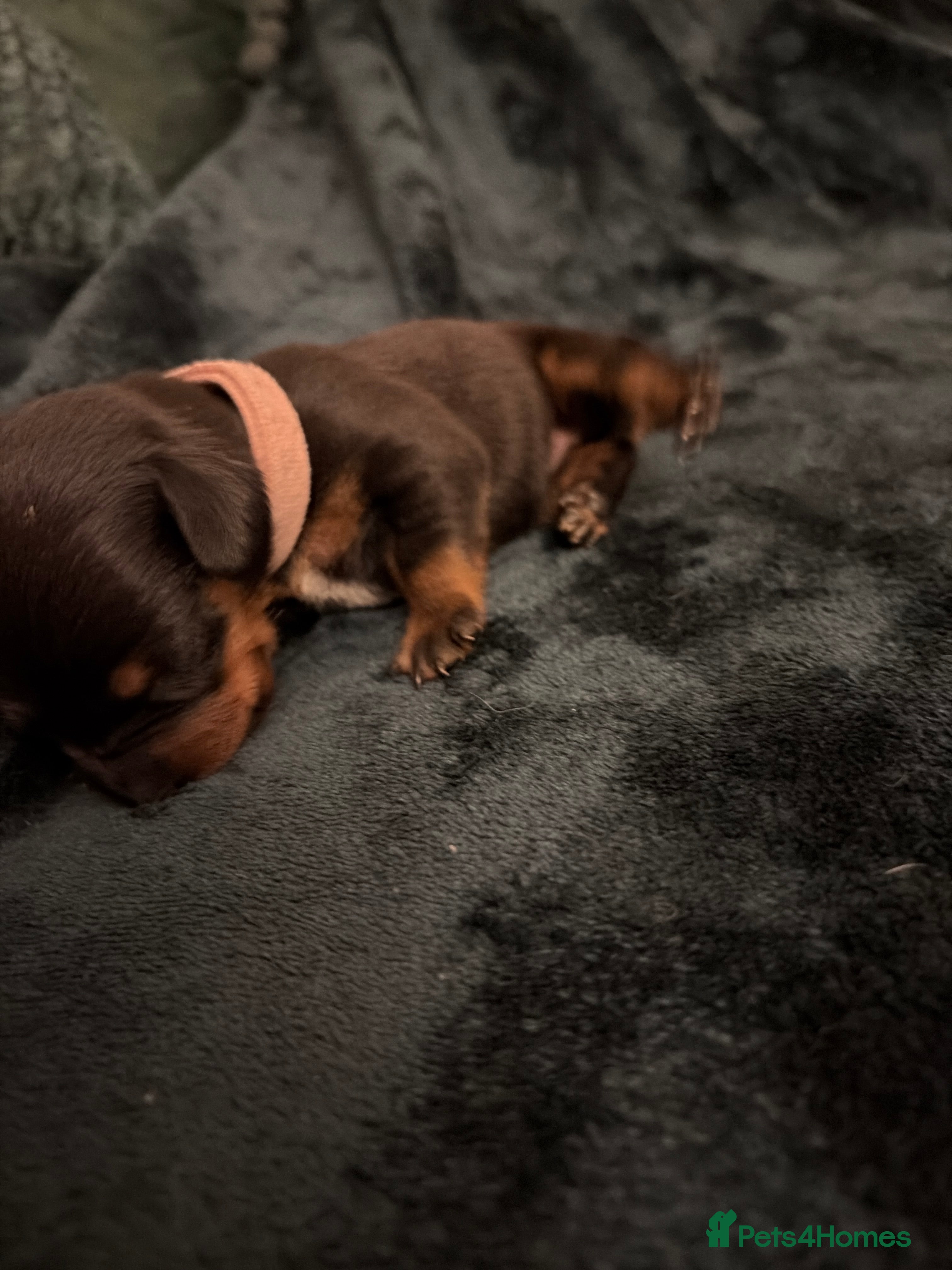 Dachshund dogs Champion Sired Standard Smooth puppies  - Advert 2