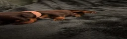 Dachshund dogs for sale: Champion Sired Standard Smooth puppies  - Advert 6