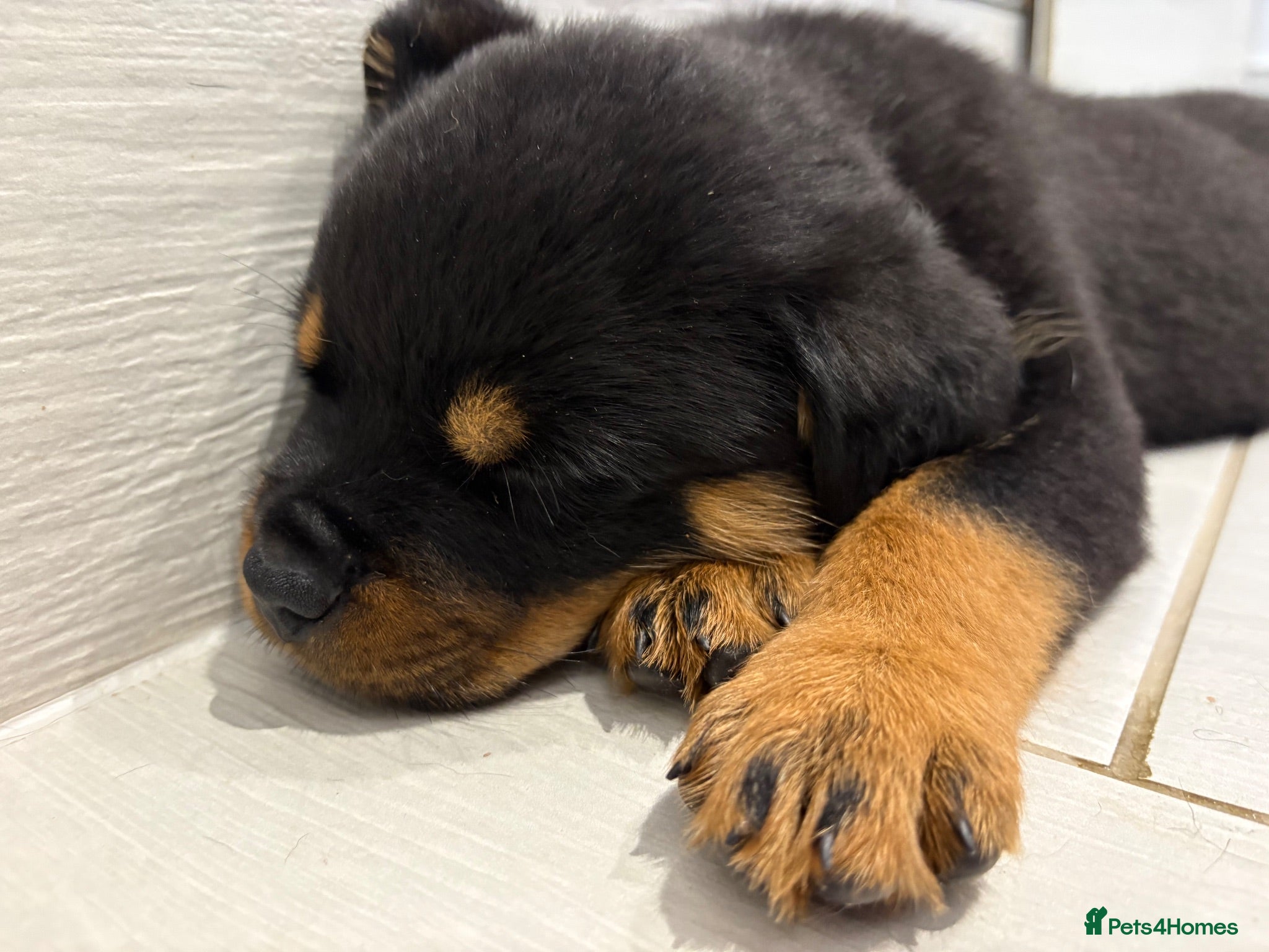 Rottweiler dogs Beautiful litter of KC Rottweilers  - Advert 1