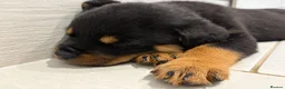 Rottweiler dogs for sale: Beautiful litter of KC Rottweilers  - Advert 1