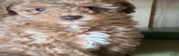 Toy Poodle dogs for sale: Red and Apricot Tiny Toy Poodles - Ready Soon - Advert 3