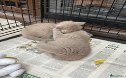 British Shorthair cats for sale: 3 left! British short hairs  - Image 5
