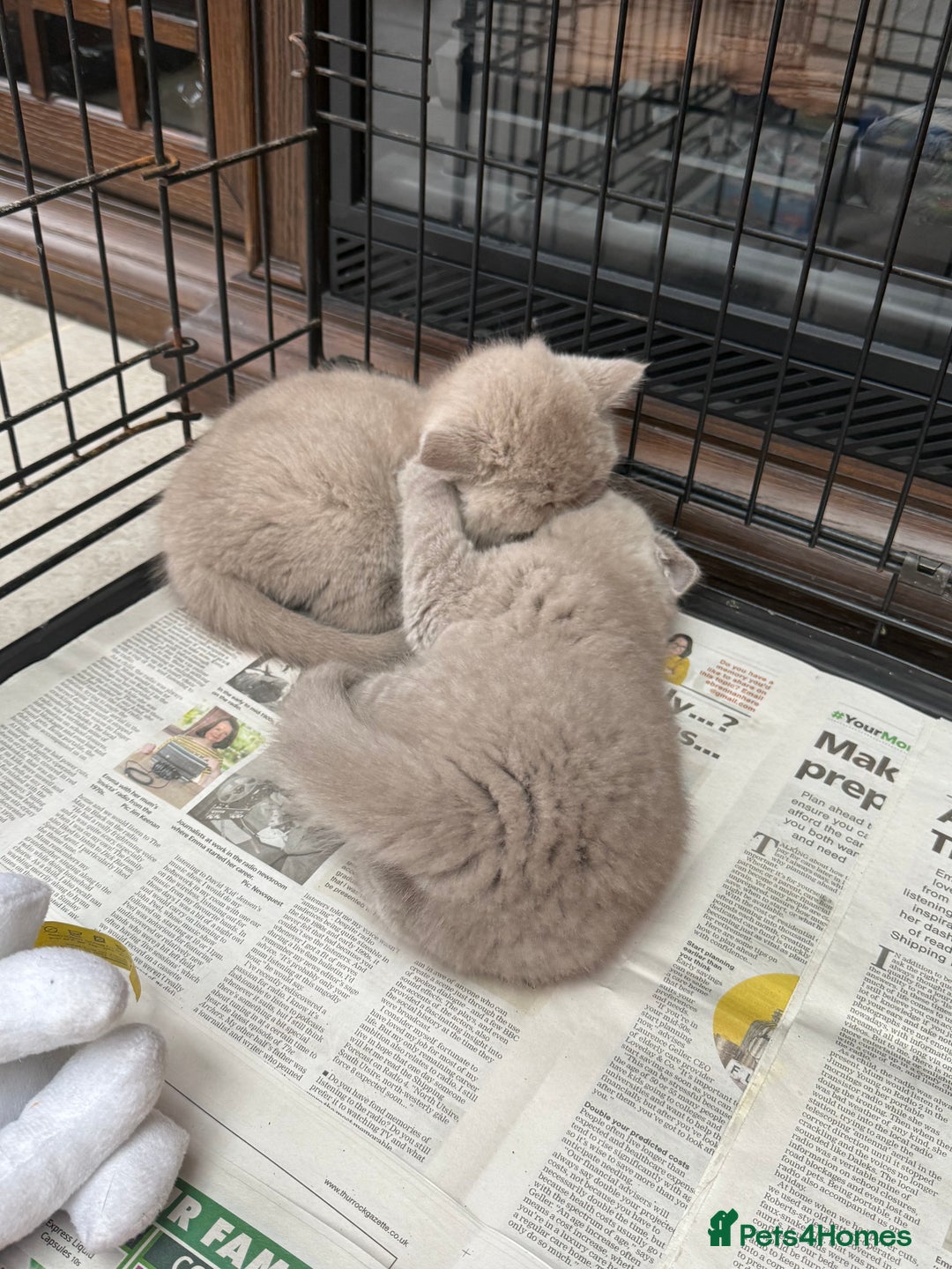 British Shorthair cats for sale: 3 left! British short hairs  - Image 5