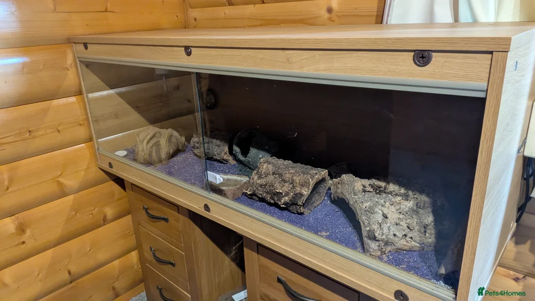 Leopard Gecko reptiles for sale: Leopard gecko  - Advert 2