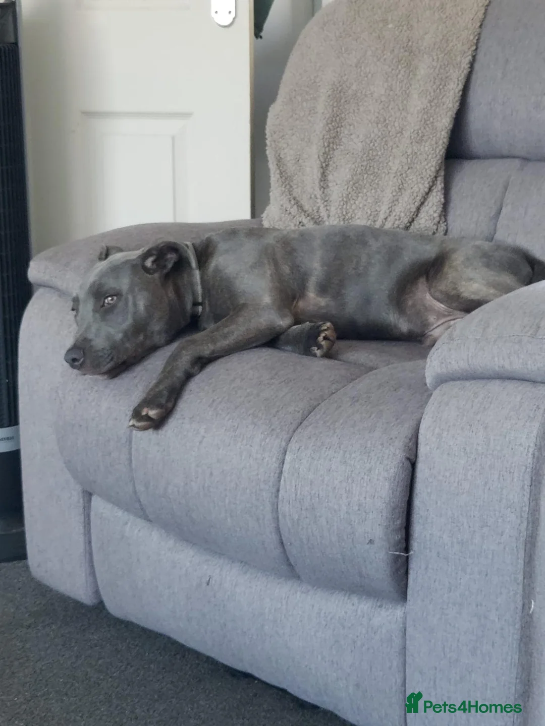 Staffordshire Bull Terrier dogs for sale: Archie - Advert 1