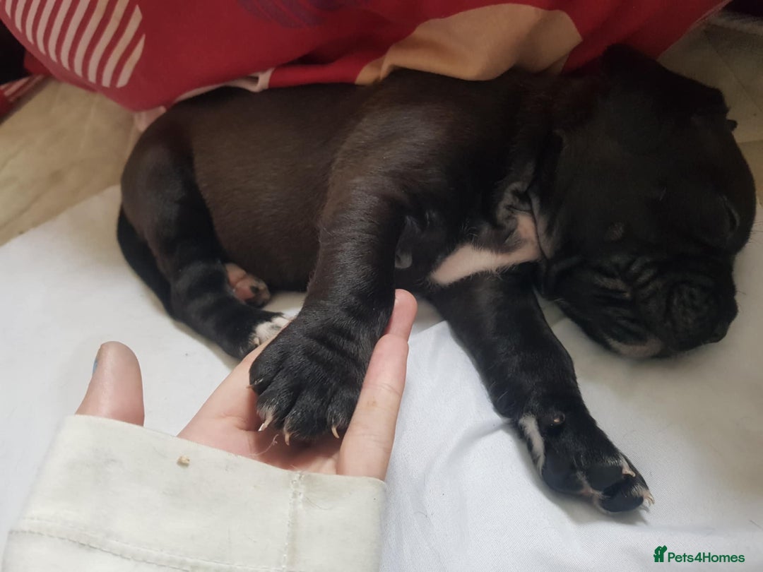 Mixed Breed dogs for sale: 5 cane corso mix puppies - Image 10
