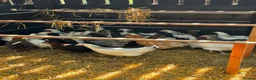 Chickens poultry for sale: RANGE OF POL HENS FOR SALE  in Derby - Advert 1