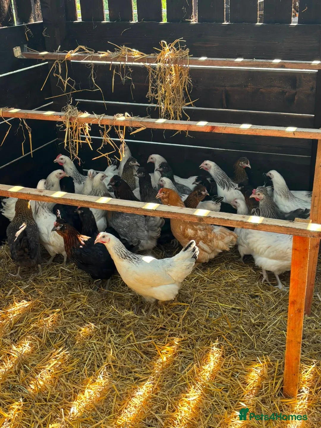 Chickens poultry for sale: RANGE OF POL HENS FOR SALE  in Derby - Advert 1