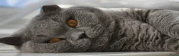 British Shorthair cats for sale: Gorgeous Fluffy Cloud 3yr old Gandalf - Advert 3