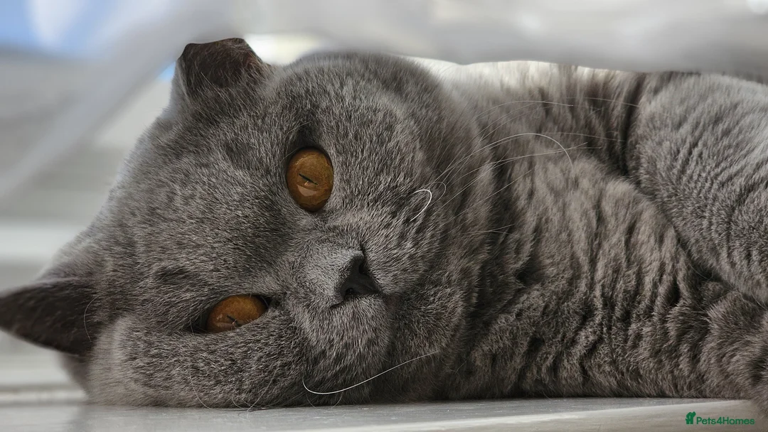 British Shorthair cats for sale: Gorgeous Fluffy Cloud 3yr old Gandalf - Advert 3