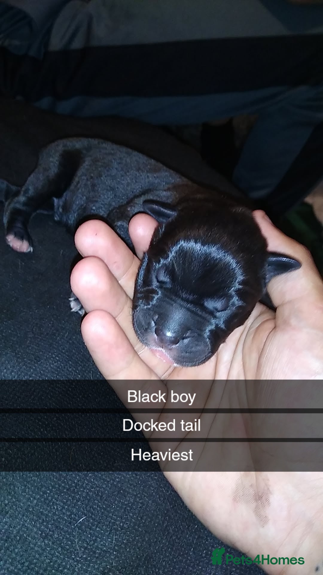 Mixed Breed dogs for sale: Cane Corso x American Bully - Image 3