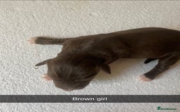 Mixed Breed dogs for sale: Border Collie Cocker puppies - Image 16