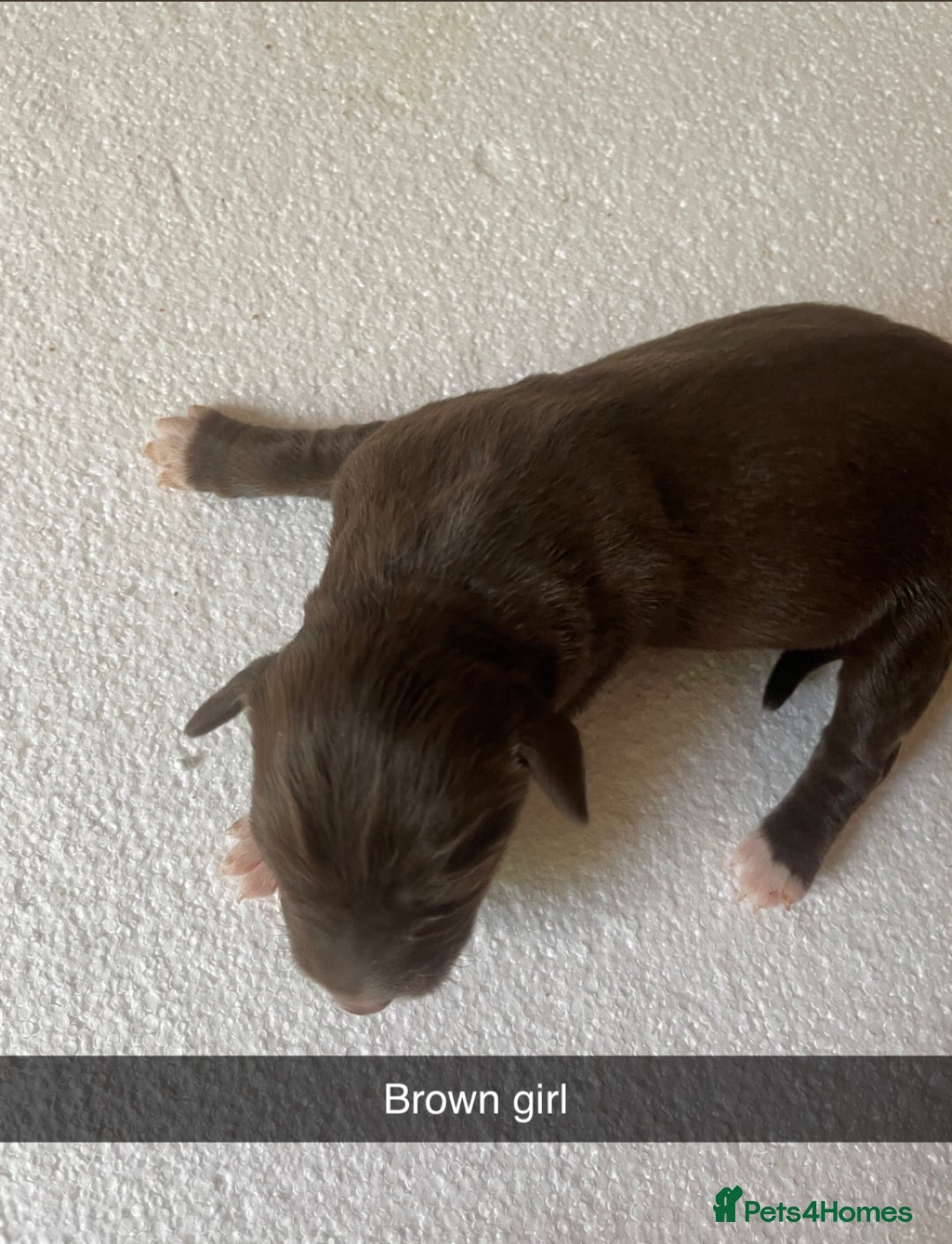 Mixed Breed dogs for sale: Border Collie Cocker puppies - Image 16