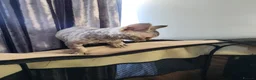 Devon Rex cats for sale: Two Devon Rex kittens for sale!!! - Advert 17