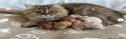 Persian cats for sale: **Last One** beautiful Persian kittens - Advert 19