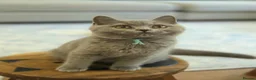 British Shorthair cats for sale: British Shorthair Kittens Teddy Bear chunky Teddys - Advert 11