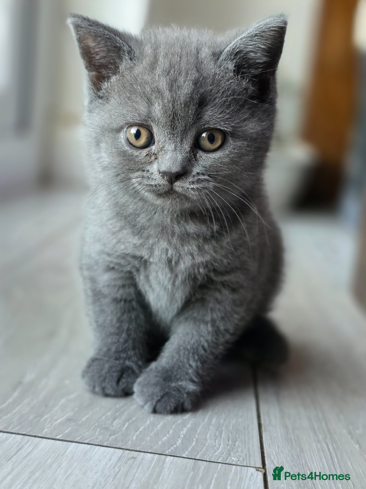 British Shorthair cats  Adorable British Shorthair Kittens - Advert 3