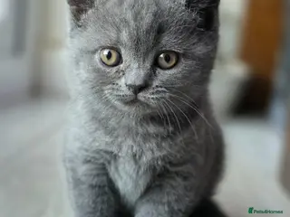British Shorthair cats Adorable British Shorthair Kittens - Advert 3
