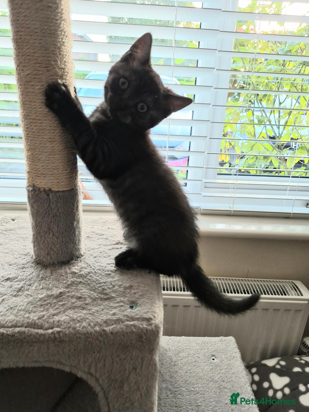 British Shorthair cats for sale: Black Short Haired Tabby Cross Breed Kitten - Image 6