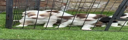 Border Collie dogs for sale: DNA CLEAR BORDER COLLIES  - Advert 5