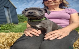 Staffordshire Bull Terrier dogs for sale: Chunky Staffy pups 💕 2 girls left, Ready to leave - Image 12