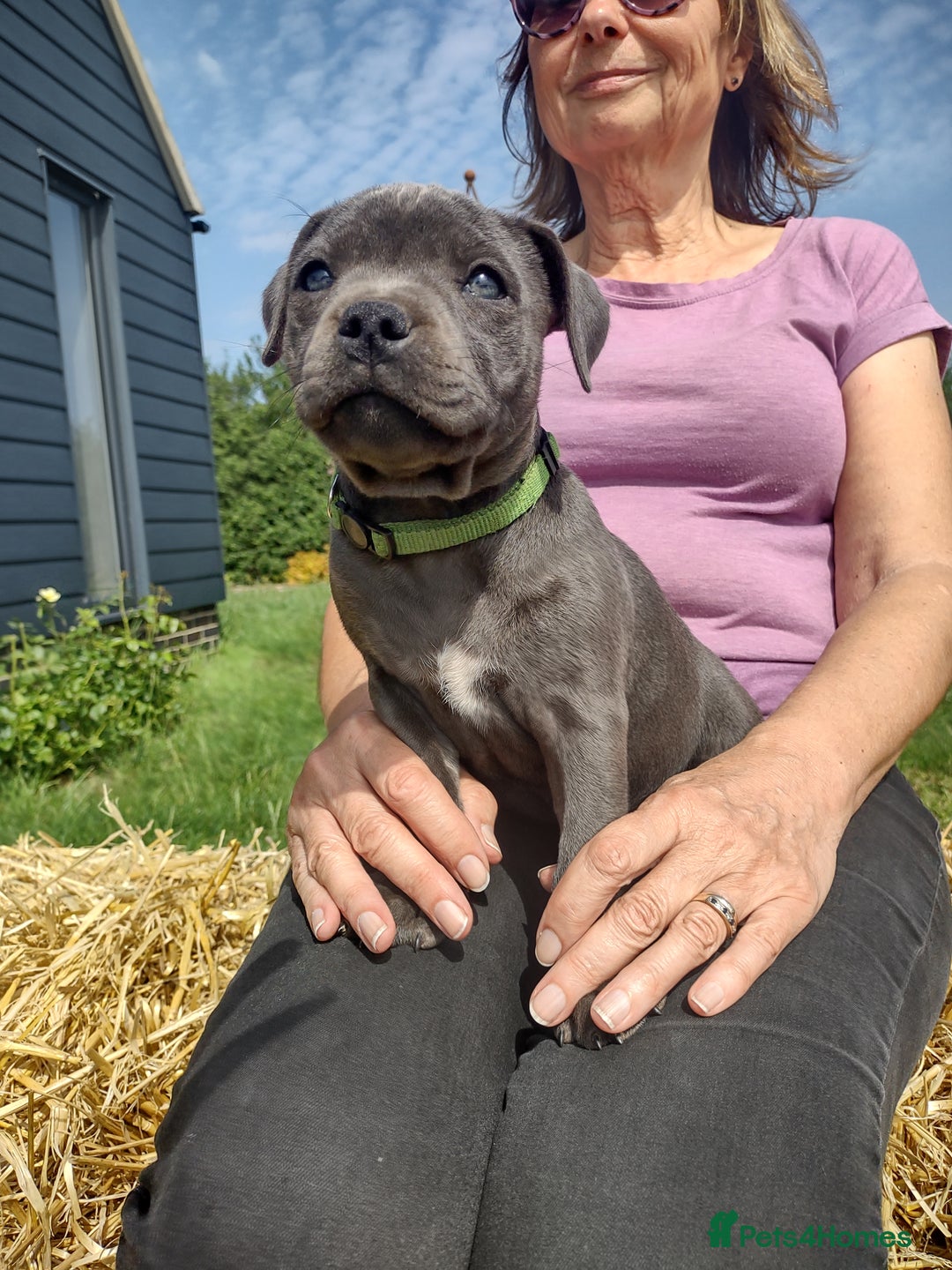 Staffordshire Bull Terrier dogs for sale: Chunky Staffy pups 💕 2 girls left, Ready to leave - Image 12