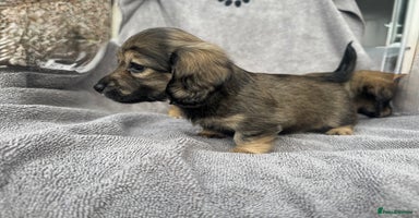 Miniature Dachshund dogs - Advert 10