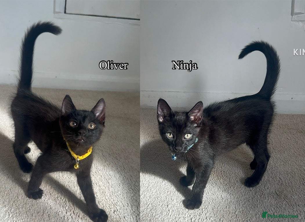 Mixed Breed cats Black Brown and White Kittens - Advert 1